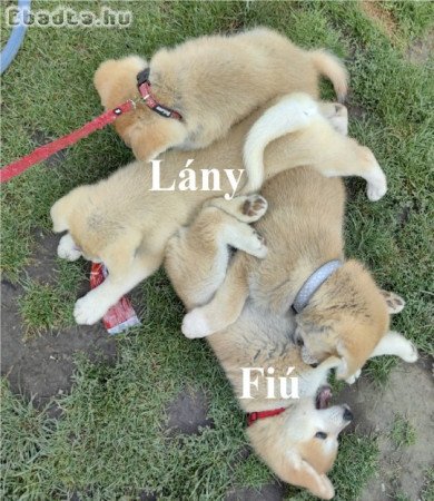 Japán Akita Inu kiskutyák