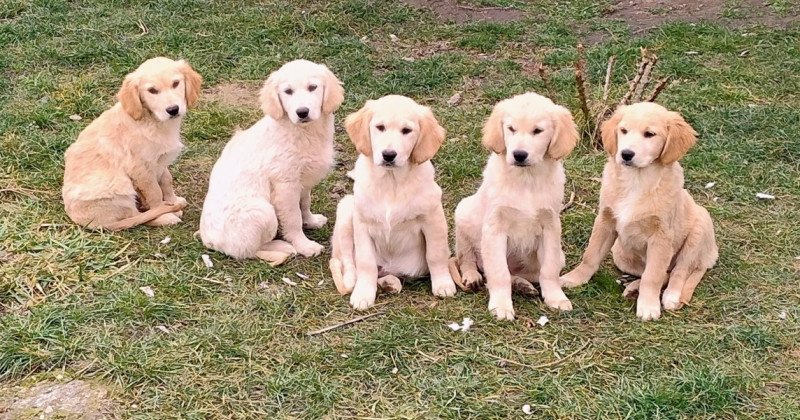 golden retriever