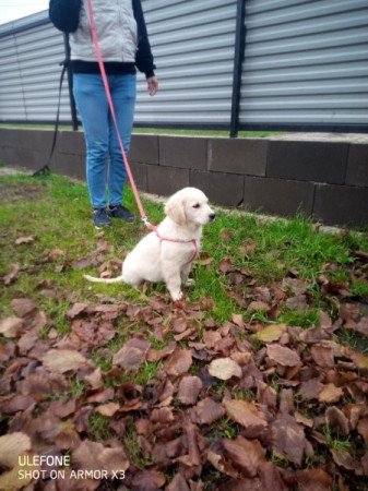 golden retriever