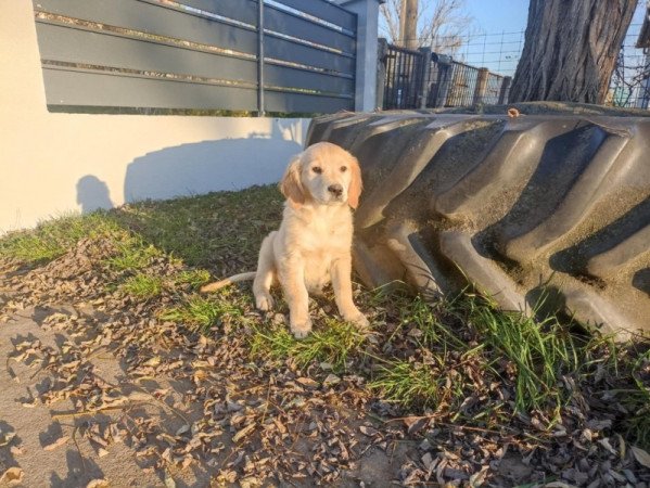 golden retriever