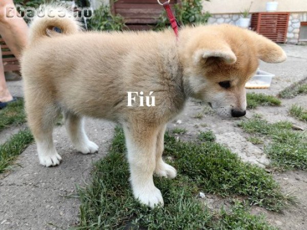 Japán Akita Inu kiskutyák