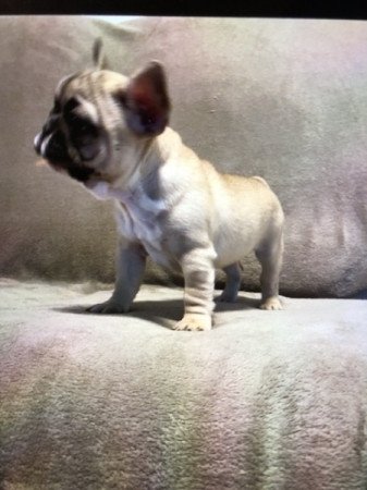 Francia bulldog