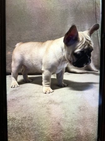 Francia bulldog