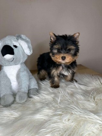 Extra mini Yorkshire terrier