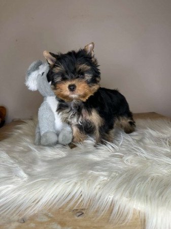 Extra mini Yorkshire terrier