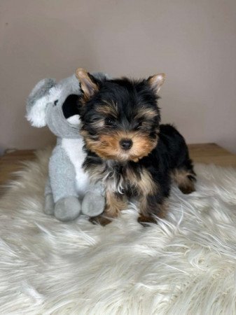 Extra mini Yorkshire terrier