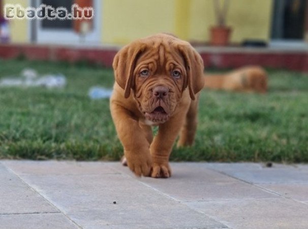 Bordeauxi dog kiskutyák eladók