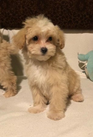 Maltipoo