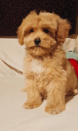 Maltipoo