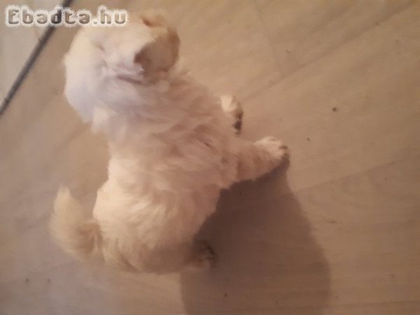 Eladó bichon havanese kölykök