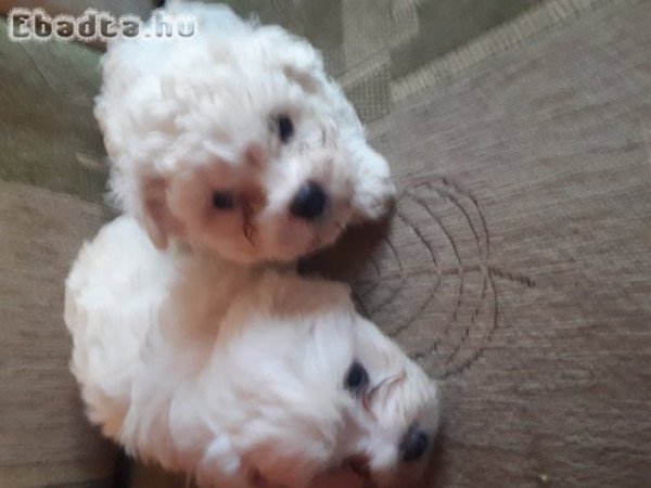 Eladó bichon havanese kölykök