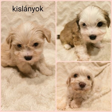 Bichon havanese