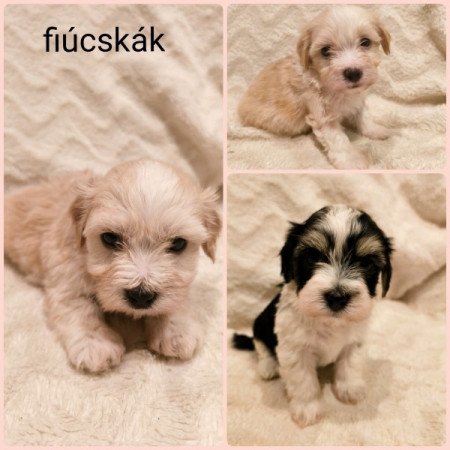 Bichon havanese