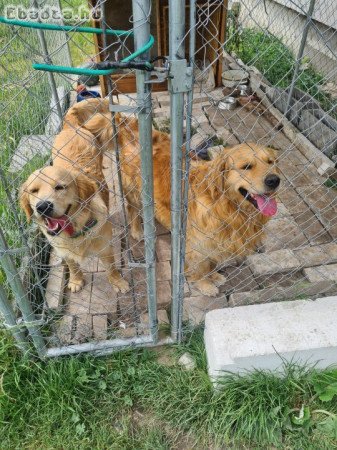 Fajtatiszta Golden Retrier