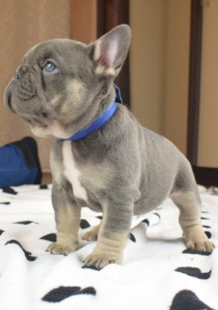 francia bulldog