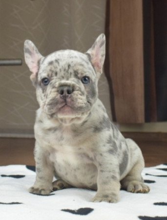 francia bulldog