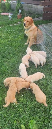 Fajtatiszta Golden Retrier