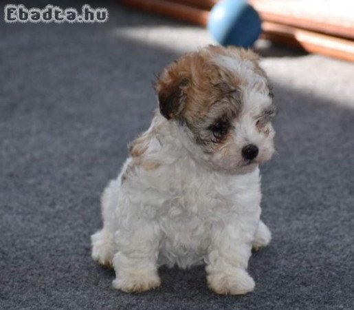 Bichon havanese kiskutyák 06303468876