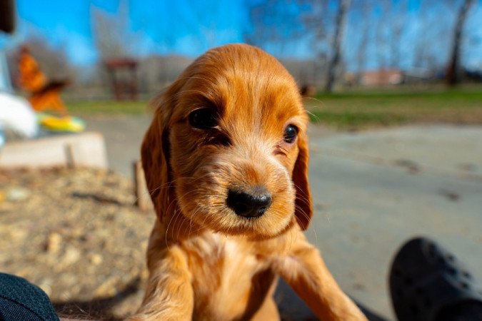 Angol Cocker Spániel