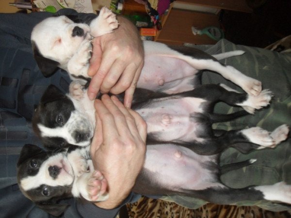 Staffordshire terrier