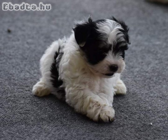 Bichon havanese kiskutyák 06303468876