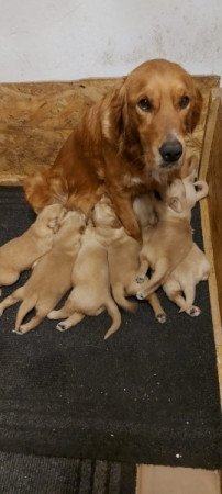 Golden retriever