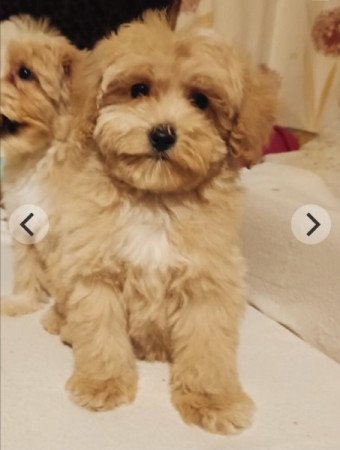 Maltipoo máltai selyem uszkár