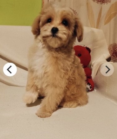 Maltipoo máltai selyem uszkár