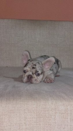 Francia bulldog