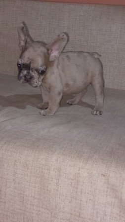 Francia bulldog