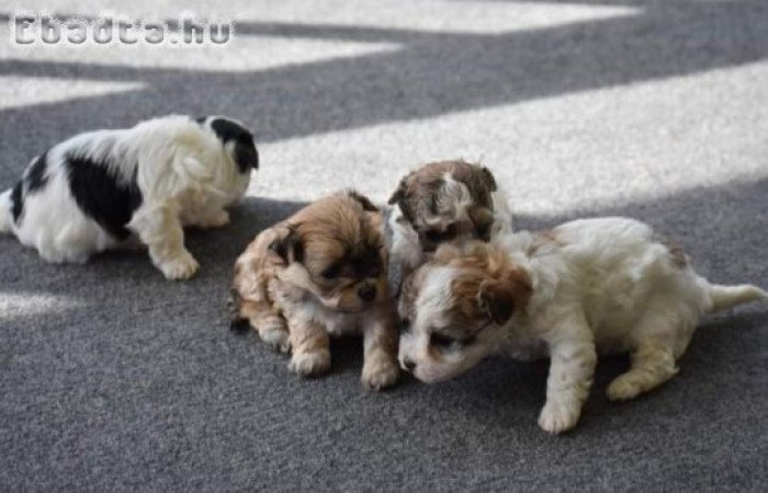 Bichon havanese kiskutyák 06303468876