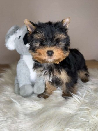 Extra mini Yorkshire terrier