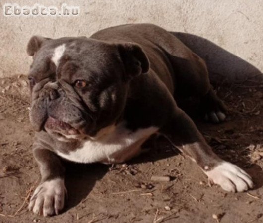 Francia bulldog szuka