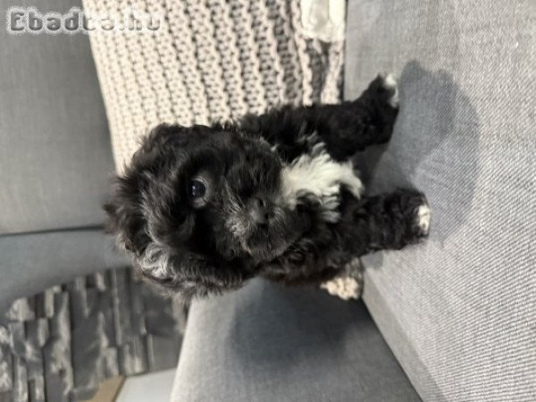 8 hetes Bichon Havanese  kisfiú