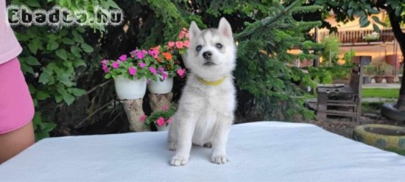 Szibériai Husky kiskutya