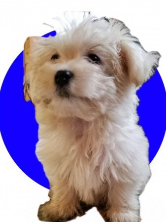 Bichon Havanese