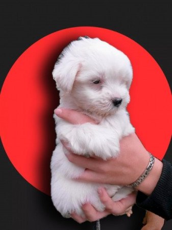 Bichon Havanese