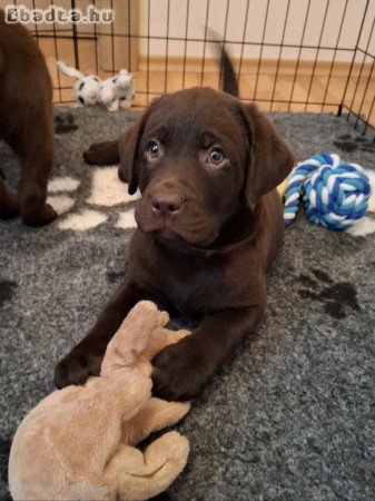 Labrador kiskutyák prémium  törzskönyvvel