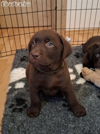 Labrador kiskutyák prémium  törzskönyvvel