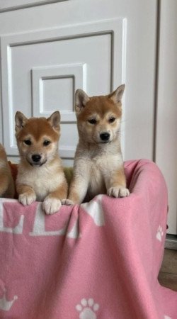 Shiba inu