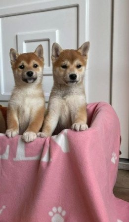 Shiba inu