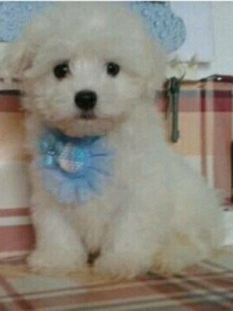 Bichon Havanese