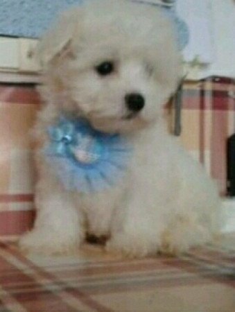 Bichon Havanese