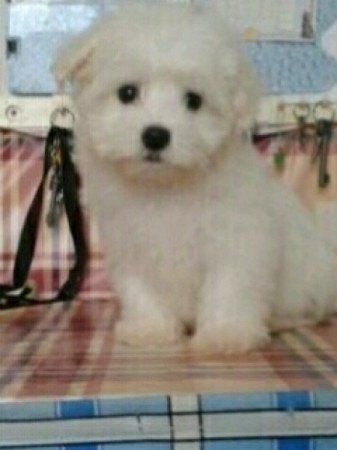 Bichon Havanese