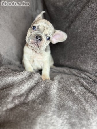 Francia bulldog kiskutya