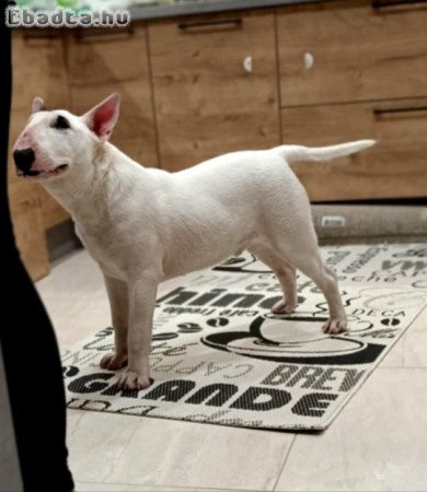 Eladó bullterrier