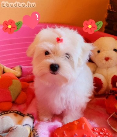 Gyönyörűszép Bichon Havanese kiskutyák eladók