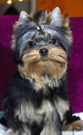 Yorkshire Terrier