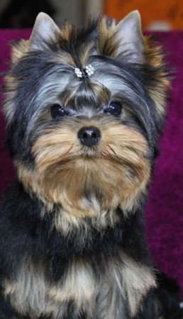 Yorkshire Terrier