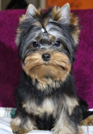 Yorkshire Terrier